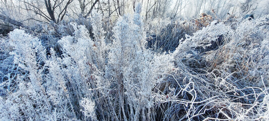 White plants and branches covered with frost. Herbs as white lace. Sunny frosty morning.