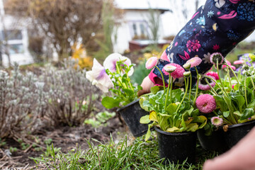 A little farmer plants pansies in a flower bed in the spring.