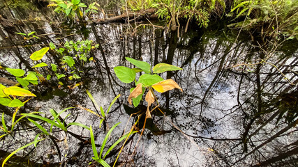 Corkscrew Swamp Sanctuary Vegetation and Water Reflections