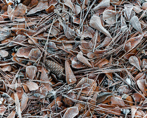 Frost Covered Leaves