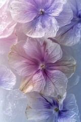 background of frozen purple flowers in milk, water and ice