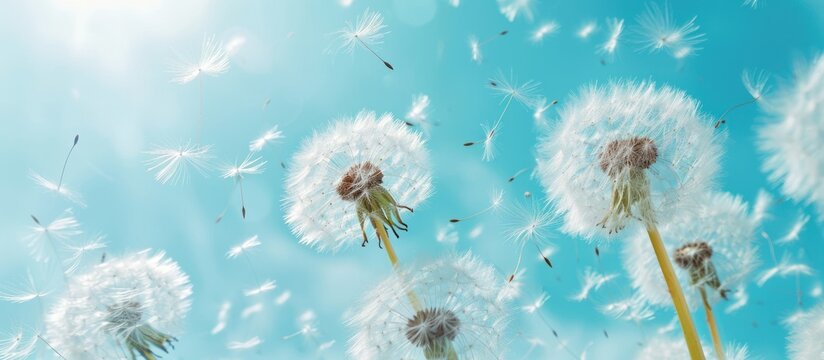  a bunch of dandelions blowing in the wind with a blue sky in the background of the picture and a few dandelions in the foreground.