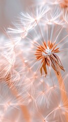 Dandelion fluff with trendy pastel Peach color. Abstract background. Concepts of delicate fashionable backdrop, dandelion seeds. Vertical format