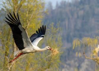 White stork (ciconia ciconia), early spring near Hunawihr, Alsace, France