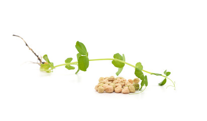 Green pea pods with leaves.
