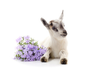 Little white goat with flowers.
