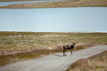 Arctic reindeer standing on a gravel road while looking at camera - Greenland 