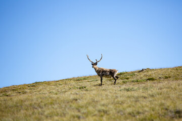 Arctic Reindeer standing on grass with sky - Greenland 
