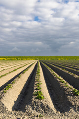 Spring view of potato field just after planting, Netherlands