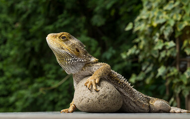 bearded dragon agama close-up. close-up portrait of a lizard
