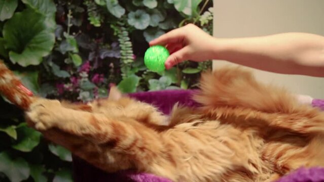 One people is playing with a carroty cat and small green ball.