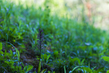 Beautiful Colorful Orchid Flower with Green Background and Beautiful Bokeh. Wild foto.