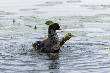 Eurasian coot (Fulica atra) takes a bath in the water near a wooden stick and lotus leaves. Close-up portrait of a common coot in a move on a sunny summer evening.