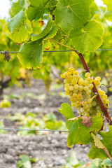 Typical grapes with botrytis cinerea for sweet wines, Sauternes, Bordeaux, Aquitaine, France