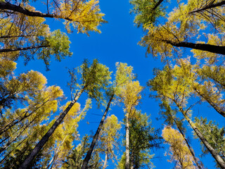 Fototapeta premium Autumn view of larch trees against the blue sky