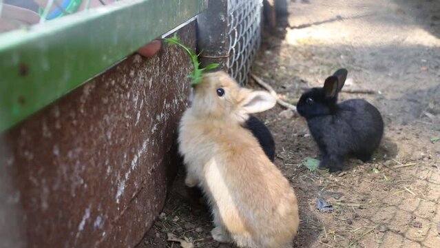 People are feeding a cute rabbits from the metal fence.
