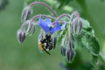 Hummel mit flauschigem Pelz © prophoto24