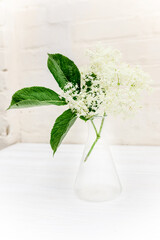 Apothecary test tube with a sample of elderberry flower for the manufacture of non-traditional phytomedicine preparations.