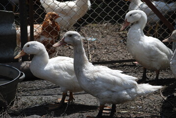 White ducks in the farm yard. Large birds in the village on the farm have white plumage, black eyes and red beaks. Ducks have a small head on a long, hanging neck and clipped wings.