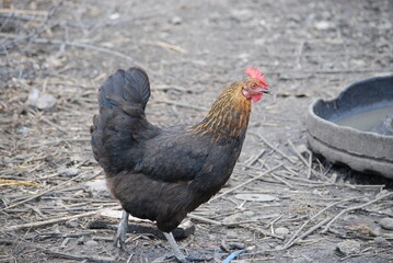 Black chicken in the farm yard. The country farm bird has mottled orange and black plumage, red eyes and a gray beak. The chicken has a small head on a movable neck. She walks around looking for corn