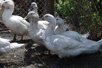 White ducks in the farm yard. Large birds in the village on the farm have white plumage, black eyes and red beaks. Ducks have a small head on a long, hanging neck and clipped wings.