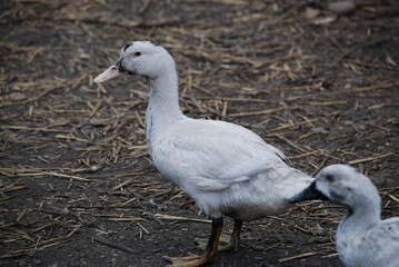 White duck in the farm yard. The bird on the village farm has white plumage, black eyes and a red beak. The duck has a small head on a long, movable neck and clipped wings. it walks across the yard.