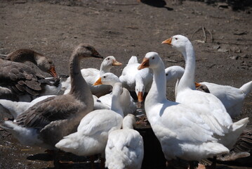 Poultry on the farm. Geese and ducks on a country farm have white or gray plumage, yellow or red feet and beaks. A large flock of birds graze in the yard, pecking at grain and drinking water.