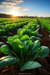 Photo of agricultural field