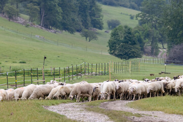 Fototapeta premium Sheep herd in National park Muranska Planina, Slovakia