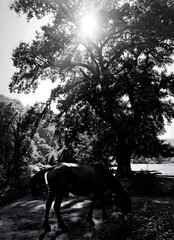 Paesaggio con albero e cavallo