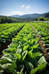Photo of agricultural field