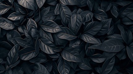 Textures of Abstract Black Leaves for Tropical Background

