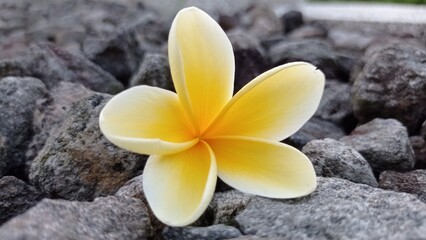 frangipani plumeria flower
