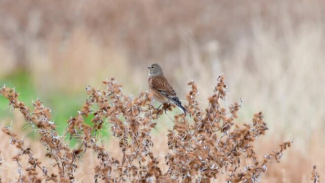 Eurasian Linnet (Linaria Cannabina) Singing while perching on thistle 