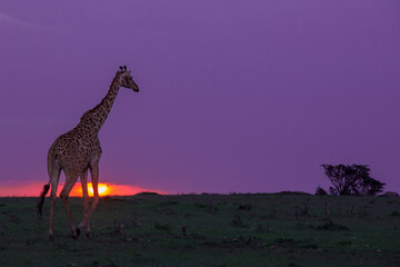 Giraffe Walking at Sunset