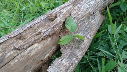 leaves on a wooden fence