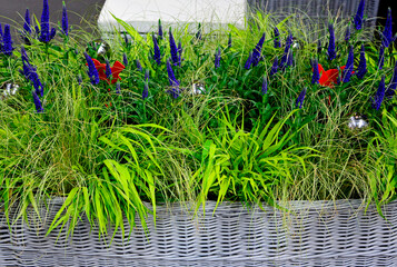 Przetacznik kłosowy z trawami w wiklinoiwym koszu,  Veronica spicata,  Speedwell with grasses in a wicker basket, spiked speedwell,ornamental composition with speedwell, Purple Spiked Speedwell  © kateej