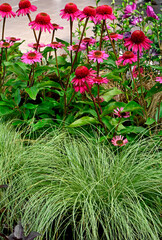 jeżówka purpurowa i trawy w doniczce, jeżówka i turzyca, Turzyca, Carex, Echinacea purpurea, kompozycja kwiatowa,, pink echinacea blossoms and ornamental grass in pot, Echinacea in pot, coneflowers © kateej