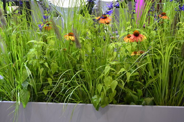 jeżówki i ozdobne trawy w doniczce, kompozycja żółtych jeżówek z trawami, Echinacea purpurea , Echinacea and ornamental grasses in pot, yellow flowers and greenery, Echinacea in pot © kateej