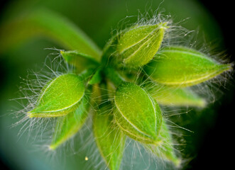 owłosione pączki kwiatowe z bliska, hairy green flower buds close up, © kateej