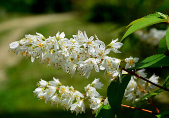 Żylistek szorstki  Deutzia scabra., Deutzia scabra flowers,Japanese snow shrub, flowering...