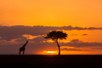 Fototapeta premium Giraffe Sunset Walk