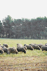 Herd of sheep eating grass in the green field with beautiful light.