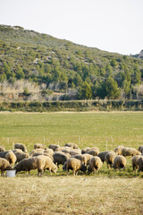 Herd of sheep eating grass in the green field.