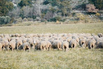 Sheep on their backs eating dry grass in the mountain meadow.
