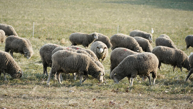 Herd of sheep eating grass in the green field.
