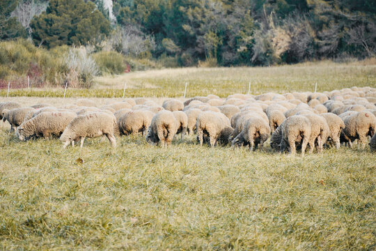 Sheep standing in the dry grass field in France.