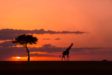 Giraffe Sunset Walk 43