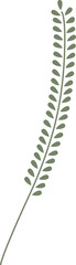 Botanical leaf