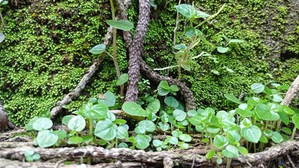 ivy on the wall